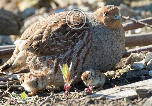Grey Partridge with two chicks DM16113